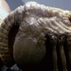 photo du film Alien - Le 8ème passager