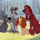 photo du film La Belle et le Clochard