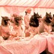 photo du film La compagnie des loups