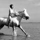 photo du film Crin Blanc
