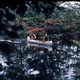 photo du film Délivrance