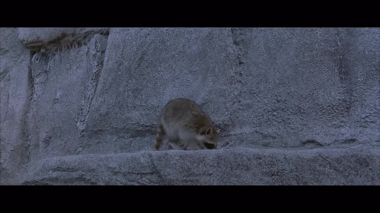 Extrait vidéo du film  Ace Ventura en Afrique