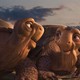 photo du film Animaux et Cie