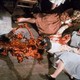 photo du film Braindead