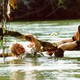 photo du film Le Fils du Francais