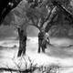 photo du film Le Loup-Garou
