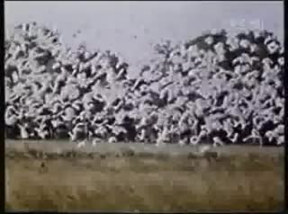 Extrait vidéo du film  La Foret interdite