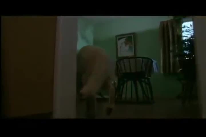 Extrait vidéo du film  Dressé pour tuer