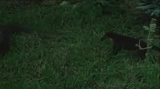 Extrait vidéo du film  Cannibal Ferox