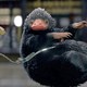 photo du film Les Animaux fantastiques