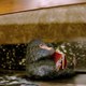 photo du film Les Animaux fantastiques