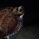 photo du film Les Animaux fantastiques