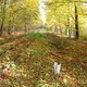 photo du film Le Bois de bouleaux