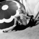 photo de Constance Bennett