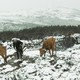 photo du film Volta à terra