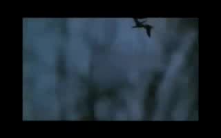 Un extrait du film  La Horse