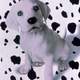 photo du film 102 dalmatiens