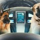 photo du film Comme chiens et chats : La revanche de Kitty Galore (3D)
