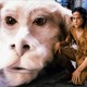 photo du film L'Histoire sans fin II