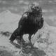 photo du film La Femme au corbeau