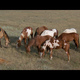 photo du film Danse avec les loups