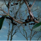photo du film Quand la Marabunta gronde