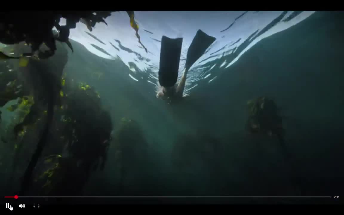Extrait vidéo du film  La Sagesse de la pieuvre