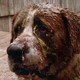photo du film Cujo