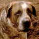 photo du film Cujo