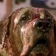 photo du film Cujo