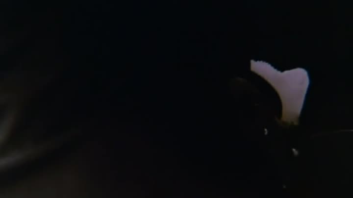 Un extrait du film  Cobra