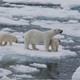 photo du film Arctique
