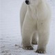 photo du film Arctique