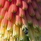 photo du film Pollen