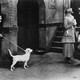 photo du film Une Vie de chien