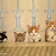 photo du film Kedi, des chats et des hommes