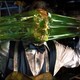 photo du film Flubber