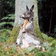 photo du film Peau d'Âne
