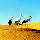 photo du film Le Peuple migrateur