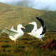 photo du film Le Peuple migrateur