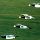 photo du film Le Peuple migrateur