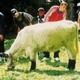 photo du film La Vache et le Président