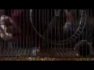 Un extrait du film  La Fin de Freddy, l ultime cauchemar