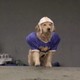 photo du film Air Bud