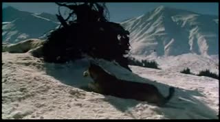 Extrait vidéo du film  Croc-Blanc