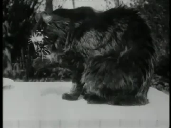 Extrait vidéo du film  Dejeuner du chat
