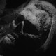 photo du film Danse macabre