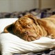 photo du film Turner & Hooch