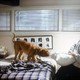 photo du film Turner & Hooch