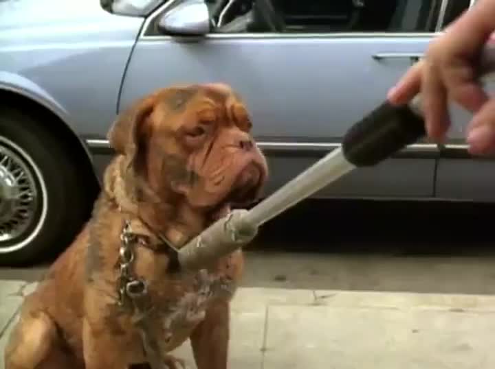Extrait vidéo du film  Turner & Hooch